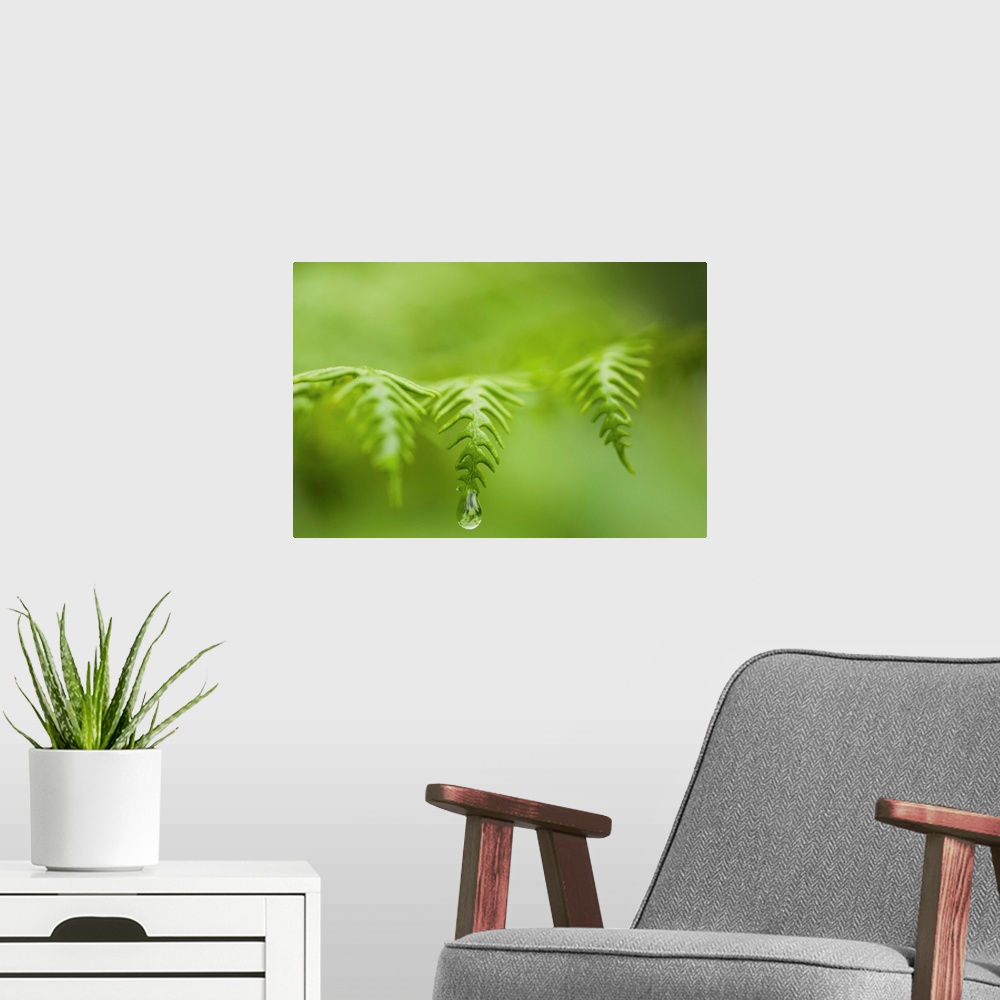 A modern room featuring A waterdrop hangs on the edge of a fern frond. Manzanita, Oregon, United States of America.
