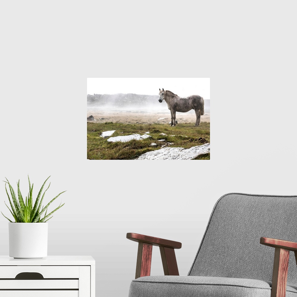 A modern room featuring A wild, white horse standing in a foggy field.