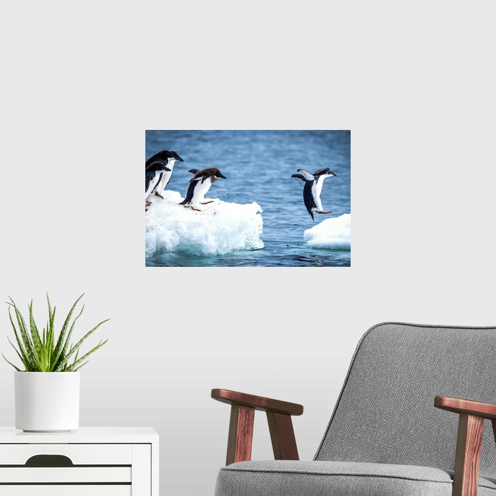 A modern room featuring Adelie penguins (Pygoscelis adeliae) diving between two ice floes; Antarctica