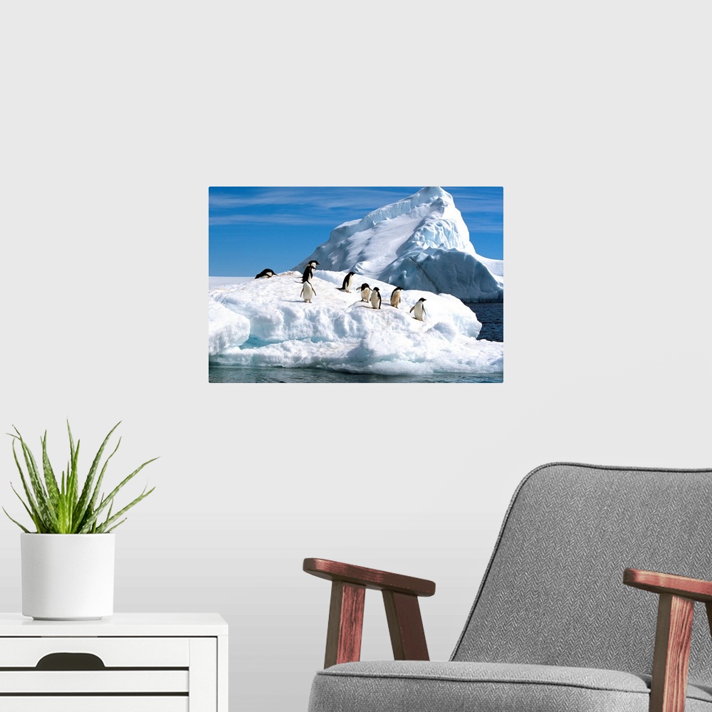 A modern room featuring Adelie Penguins Jump From Iceberg, Paulet Island, Antarctica