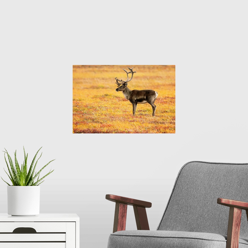 A modern room featuring Adult Caribou In The Fall Colours Of The Dempster Highway, Yukon, Canada