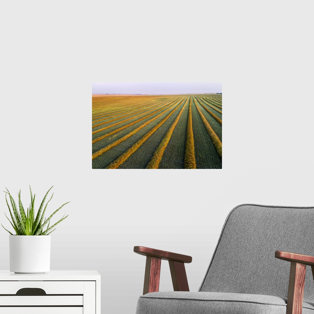 A modern room featuring Aerial views of canola harvest lines glowing at sunset; Blackie, Alberta, Canada