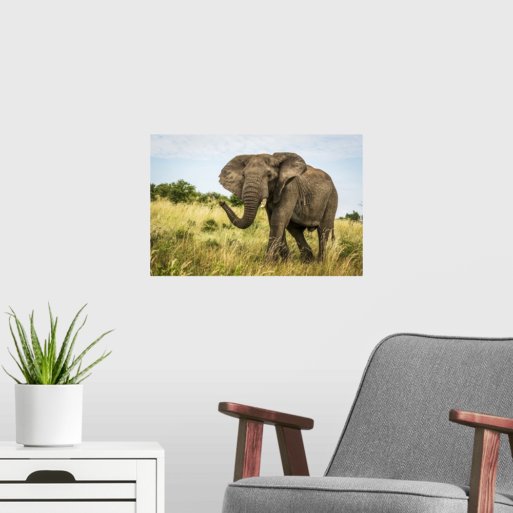 A modern room featuring Male African bush elephant (Loxodonta african) walks through grass, Cottar's 1920s Safari Camp, M...