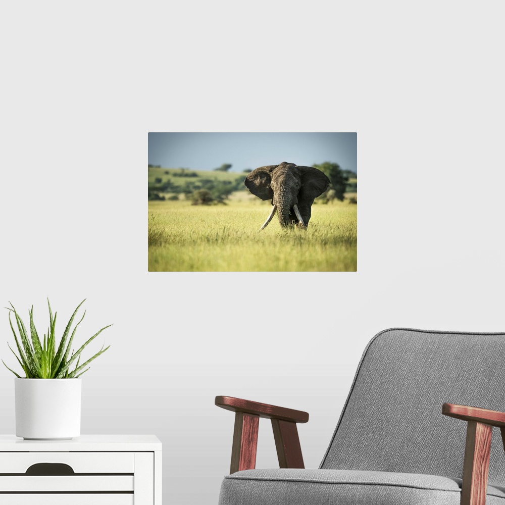 A modern room featuring African bush elephant (Loxodonta africana) stands in long grass, Grumeti Serengeti Tented Camp, S...