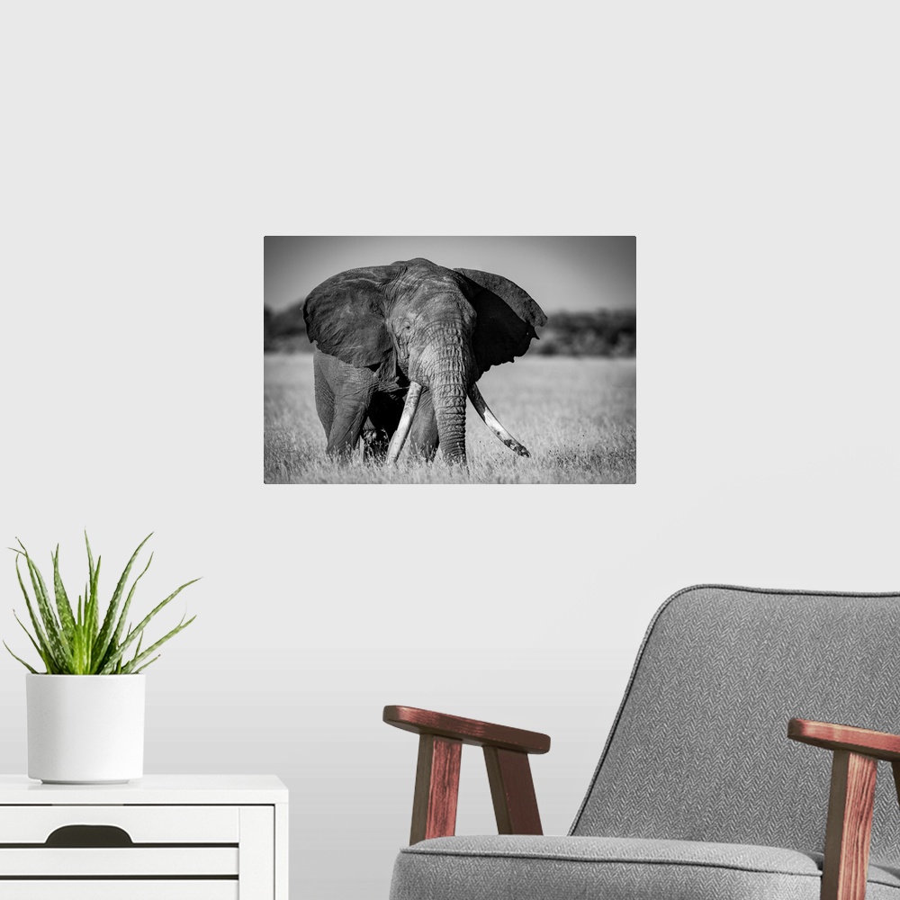 A modern room featuring Monochrome of African bush elephant (loxodonta africana) standing in grass, Grumeti Serengeti ten...