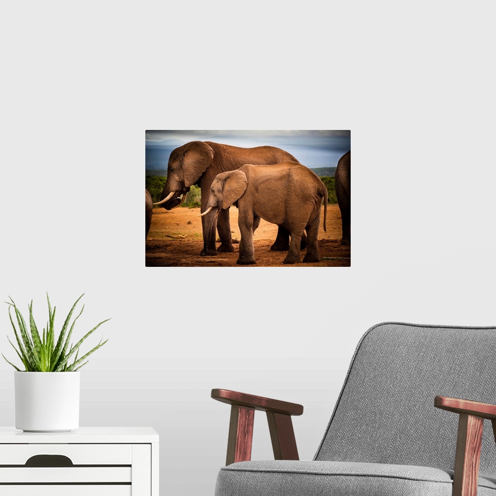 A modern room featuring African elephants (Loxodonta) at at Addo Elephant National Park, Eastern Cape, South Africa