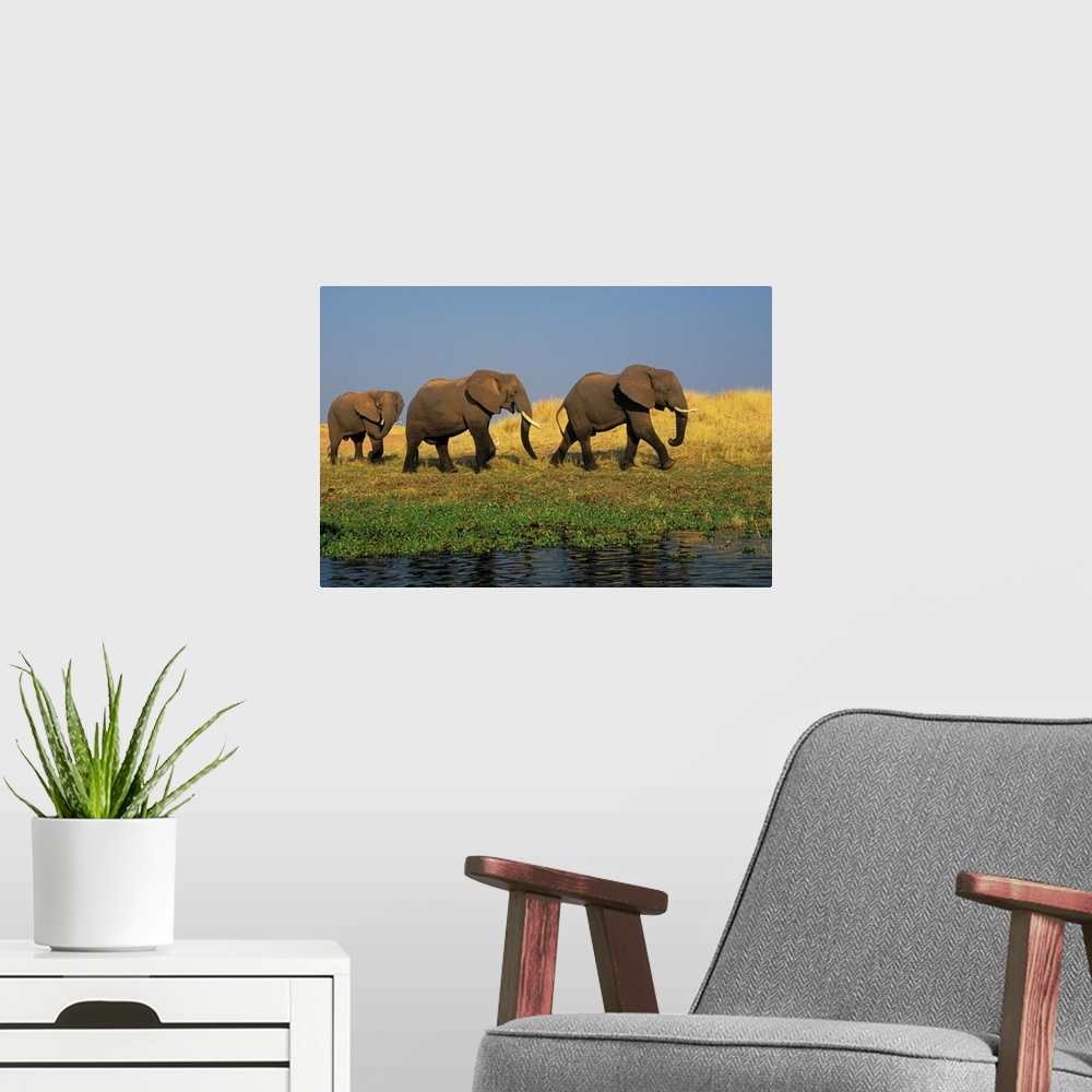 A modern room featuring African Elephants, Lake Kariba, Matusadona National Park, Zimbabwe