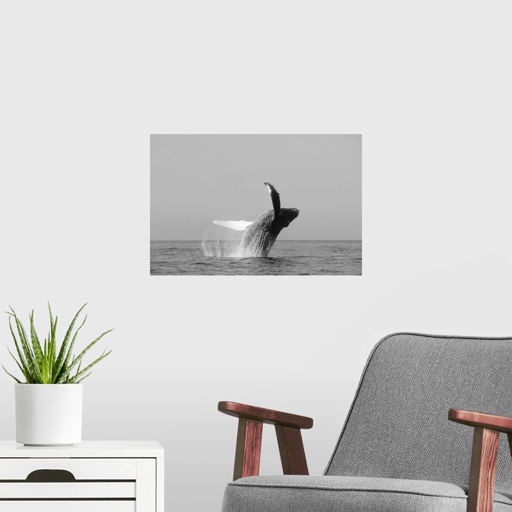 A modern room featuring Alaska, Inside Passage, Humpback Whale Breaching, Black And White