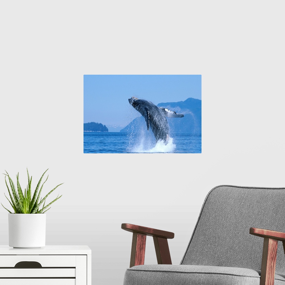 A modern room featuring Alaska, Inside Passage, Humpback Whale (Megaptera Novaeangliae) Breaching