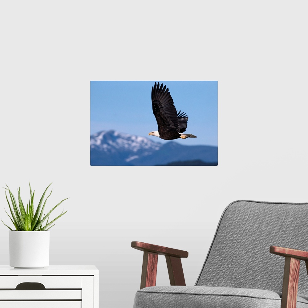 A modern room featuring Alaska, Tongass National Forest, Bald Eagle In Flight