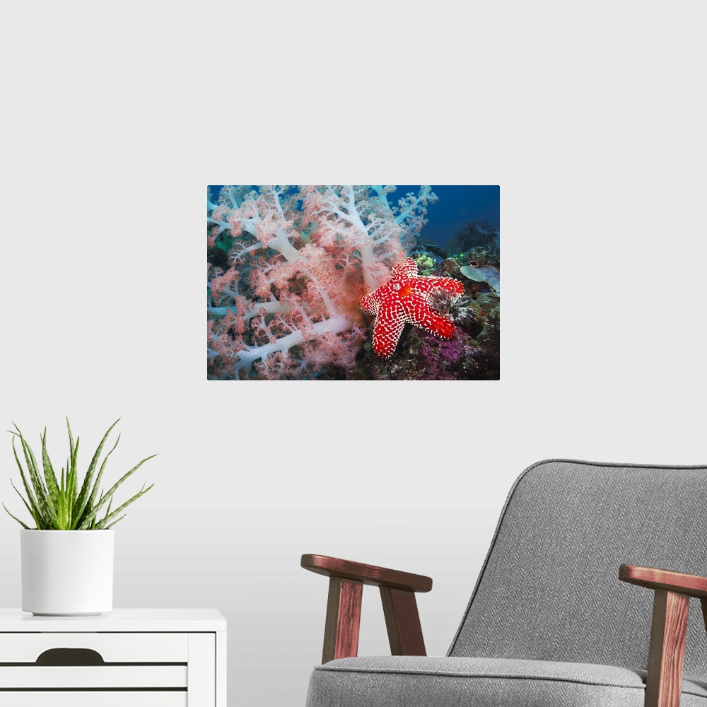 A modern room featuring Alconarian coral, starfish, crinoids and a feather dust worm all compete for space in this Indone...