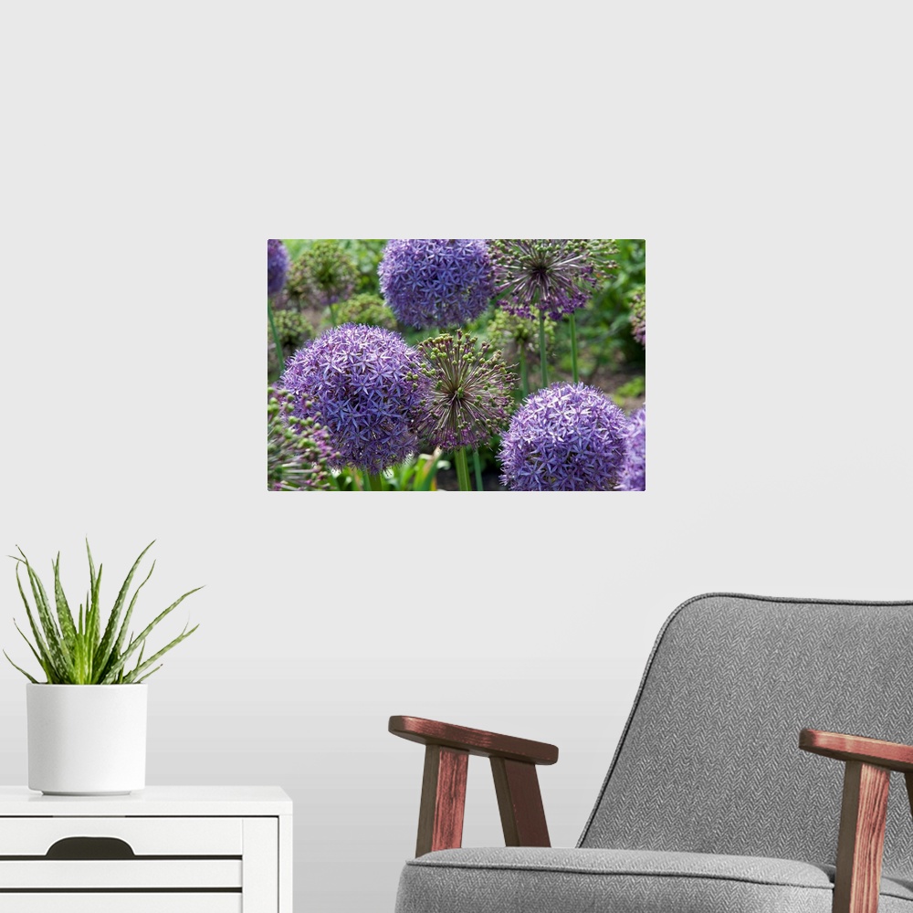 A modern room featuring Allium plants with purple flowers and green buds.