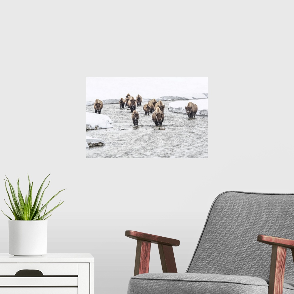 A modern room featuring American bison (Bison bison) walking in the water at Alum Creek in winter with a pair of mallard ...