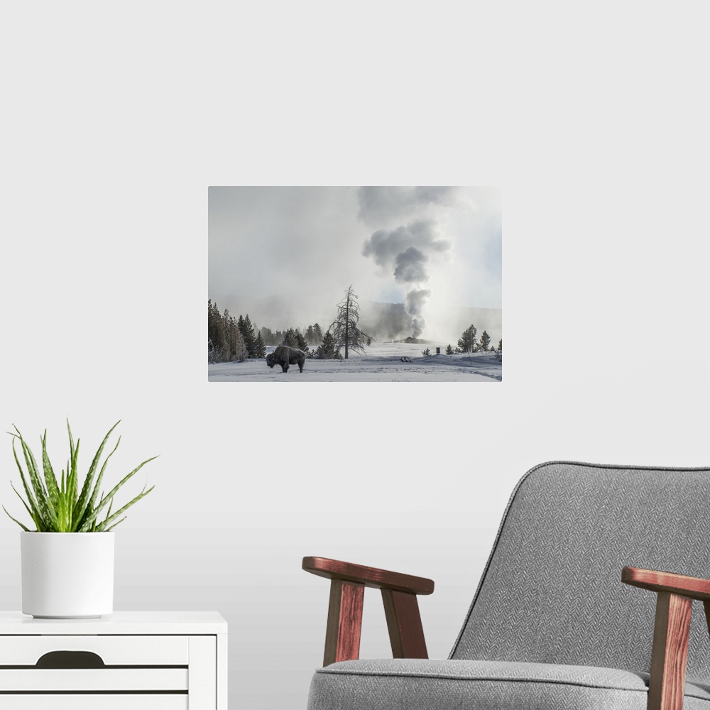 A modern room featuring American Bison (Bison bison) stands on snow with Old Faithful erupting in the background, Upper G...