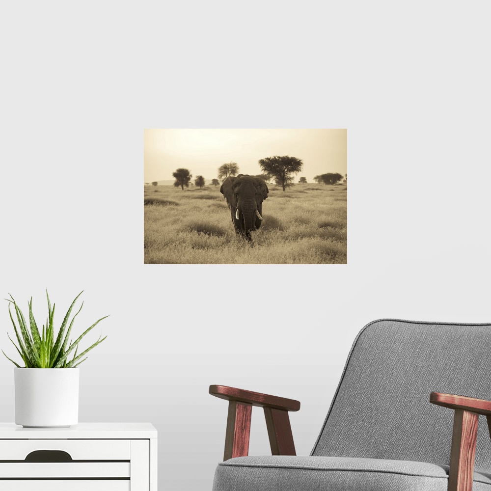 A modern room featuring An African elephant walks through the Serengeti plains.