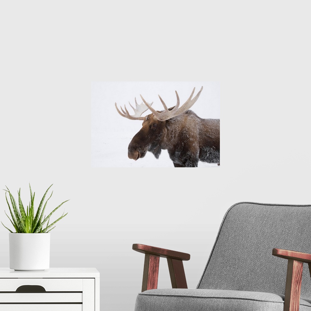 A modern room featuring An Elk With Snow On Its Fur