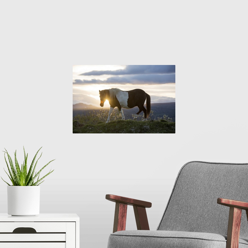 A modern room featuring An Icelandic horse stands in a field as the sun sets. Gljasteinn, Iceland