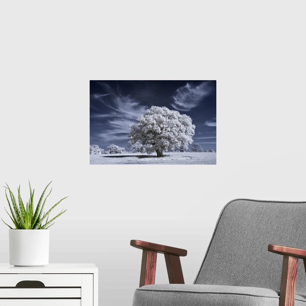 A modern room featuring Ancient oak tree in infrared with white foliage against a deep blue sky.