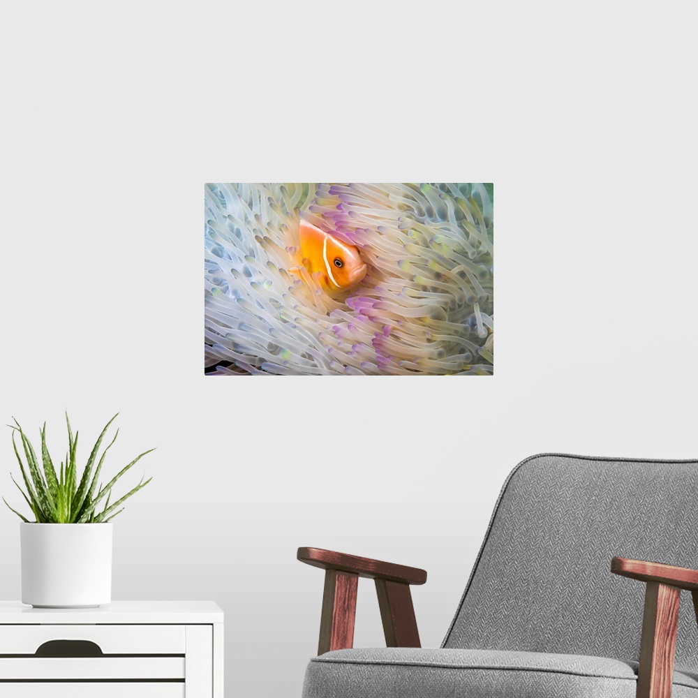 A modern room featuring This Common anemonefish (Amphiprion perideraion) is most often found associated with the anemone ...