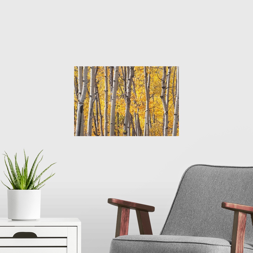 A modern room featuring Aspen Trees In Autumn, Kananaskis Country, Alberta, Canada