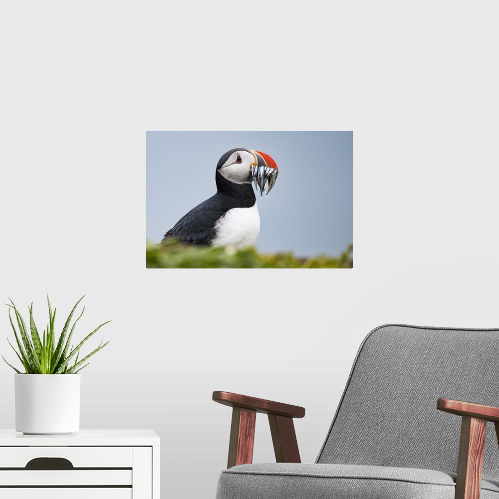A modern room featuring Atlantic puffin carrying mouthful of spearing baitfish to feed its chicks, Iceland