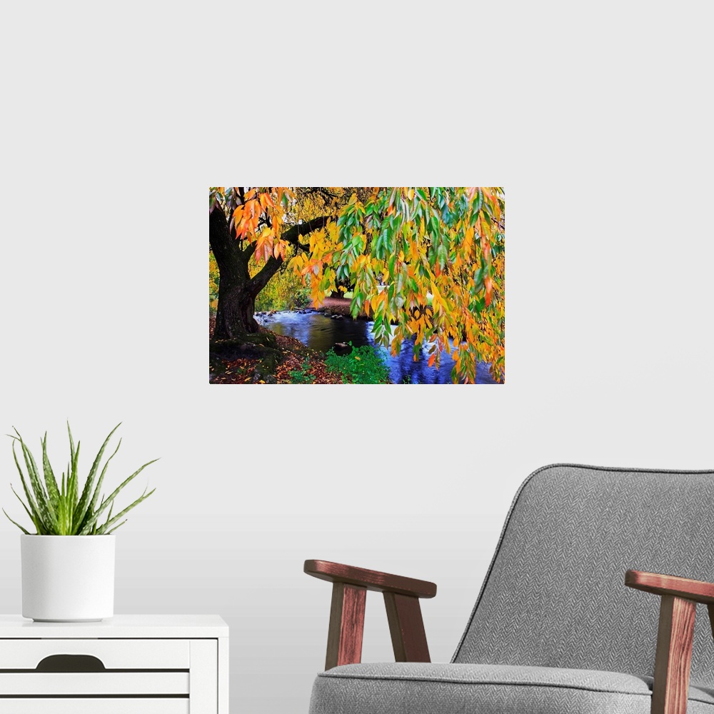 A modern room featuring Autumn Colors Along Johnson Creek At Westmorland Park, Portland, Oregon