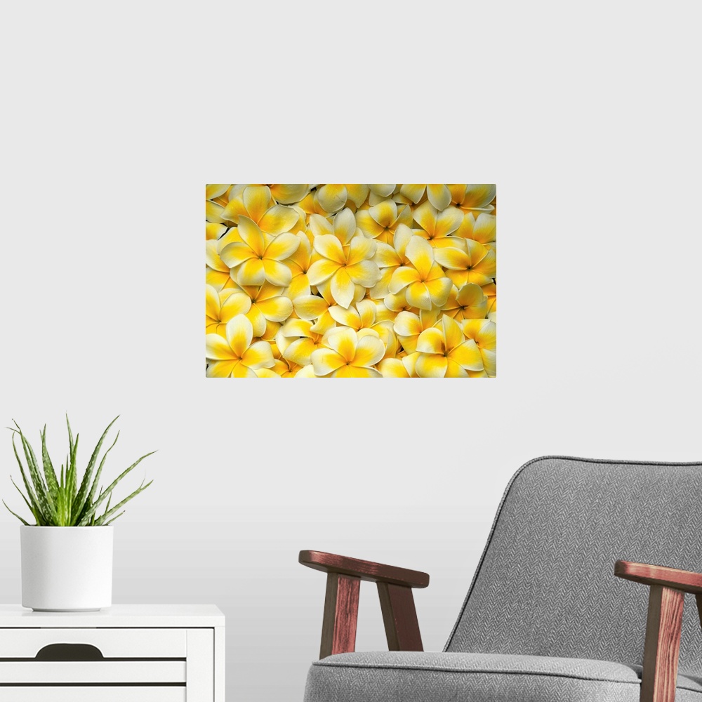 A modern room featuring Background Of Yellow And White Plumeria Flowers