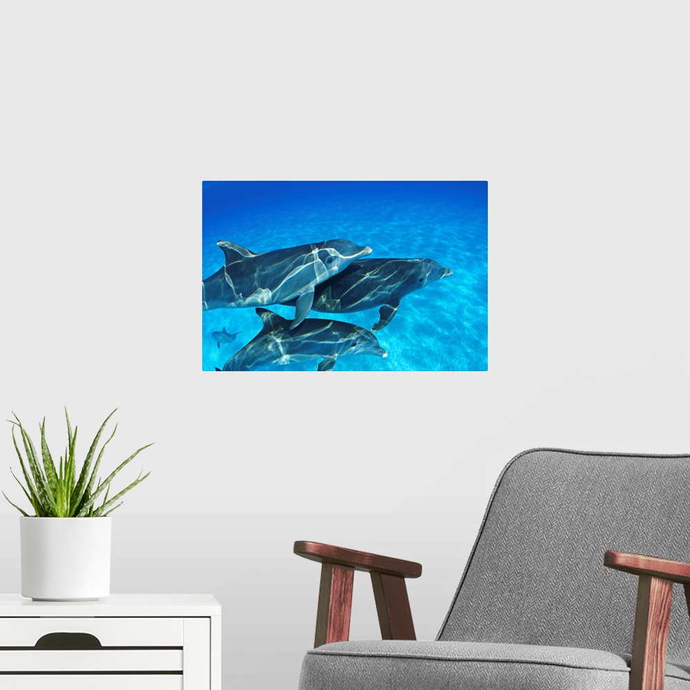A modern room featuring Bahamas, Atlantic Bottlenose Dolphin (Tursiops Truncatus) Swimming Together