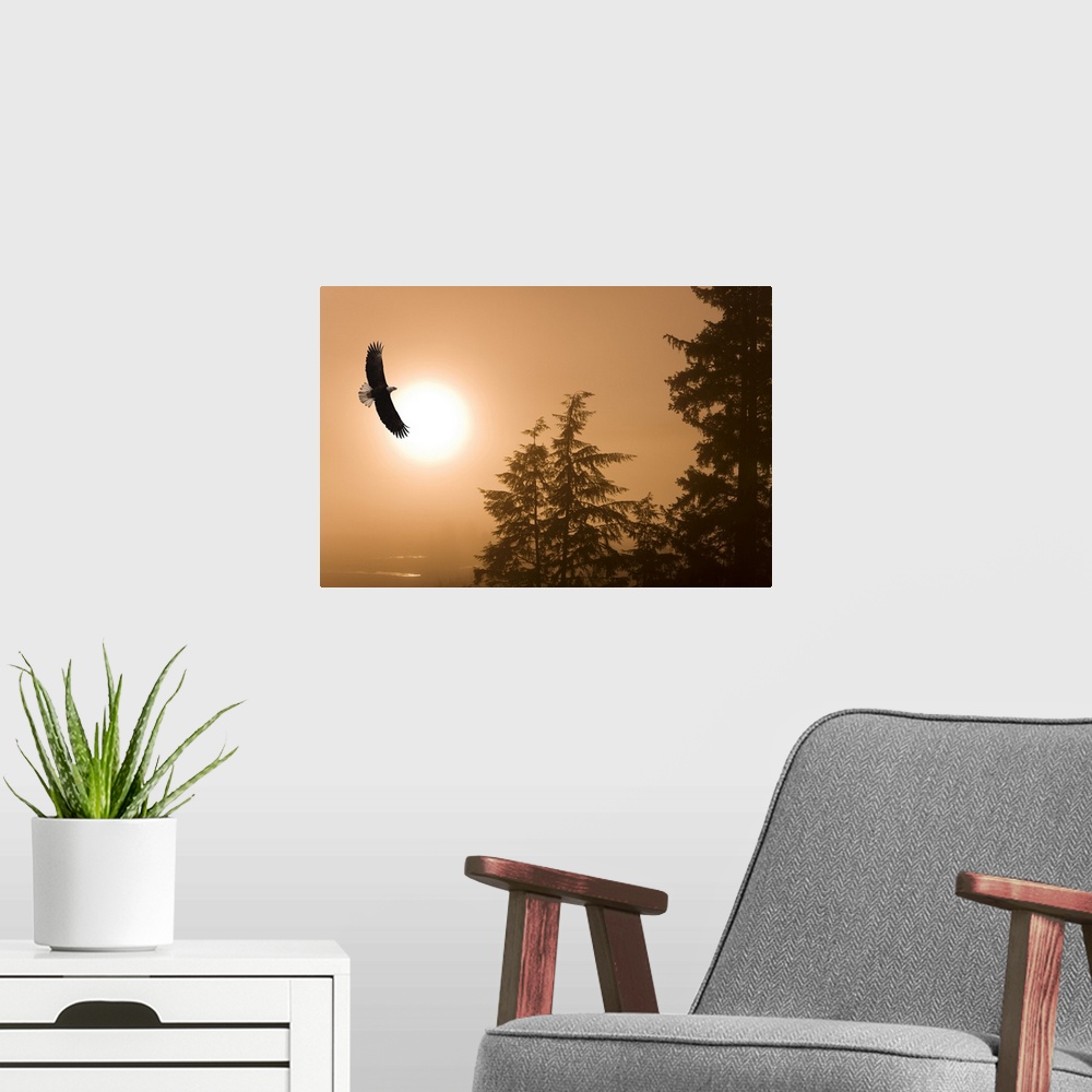 A modern room featuring Bald Eagle Soars Above Tongass National Forest As Sun Rises On A Misty Morning, Alaska. Composite