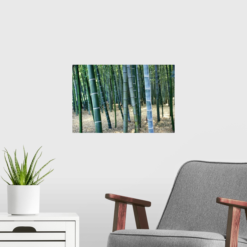 A modern room featuring Bamboo Tree Forest, Close Up