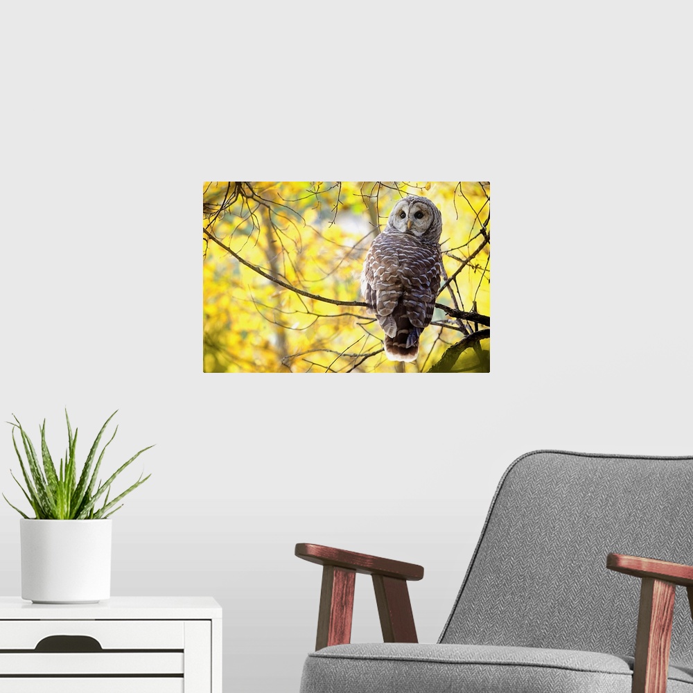 A modern room featuring Barred Owl, Pigeon Lake, Alberta, Canada
