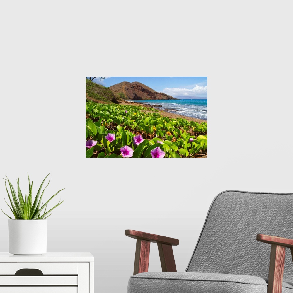 A modern room featuring Beach morning glory with Pu'u O'lai in background, Makena, Maui, Hawaii
