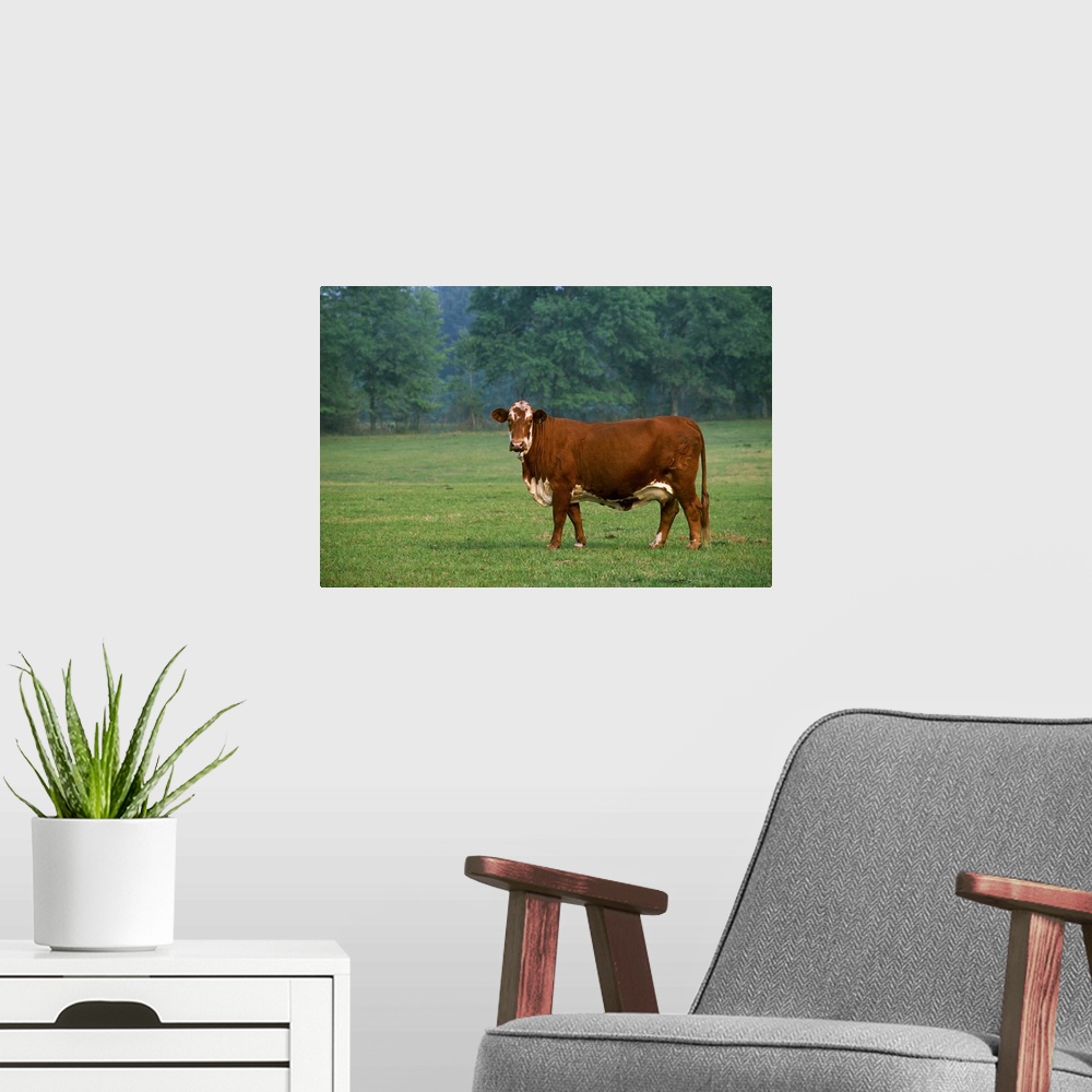 A modern room featuring Beefmaster beef cow on a green pasture, Florida