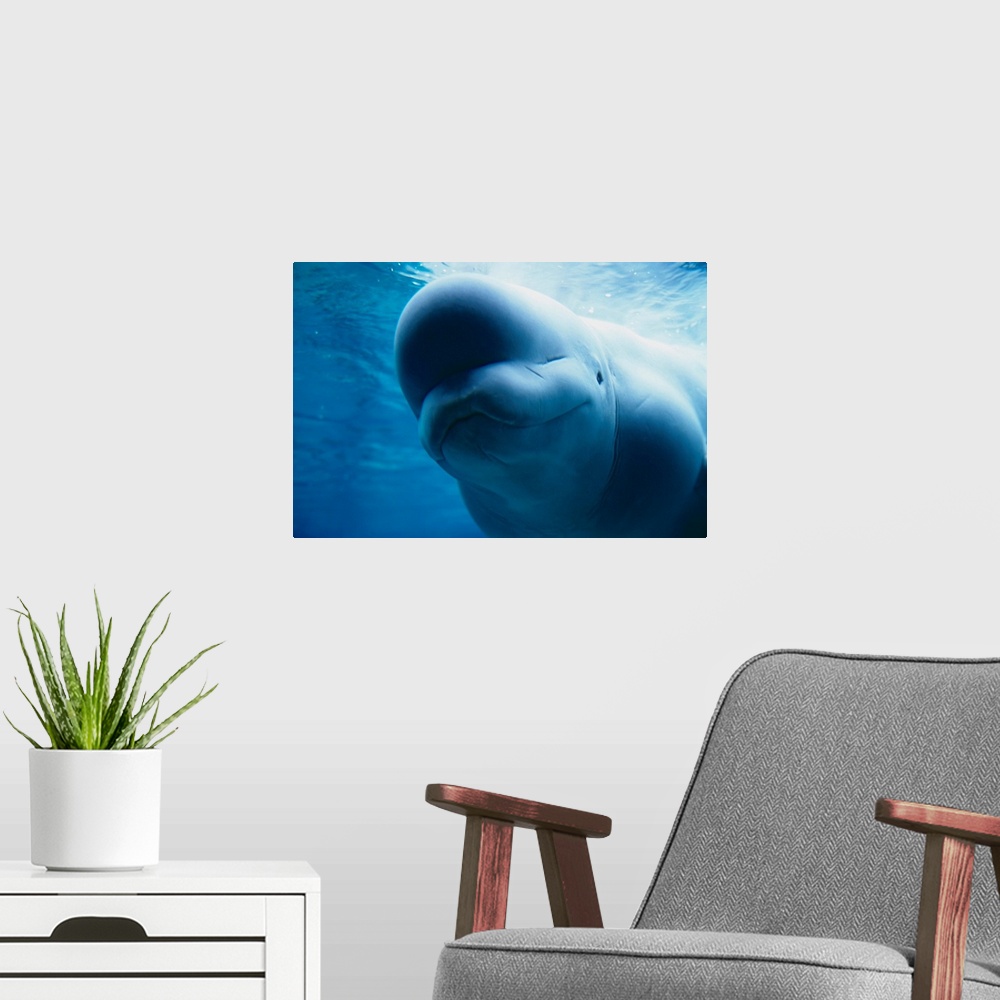 A modern room featuring Beluga Whale Swimming Near The Surface