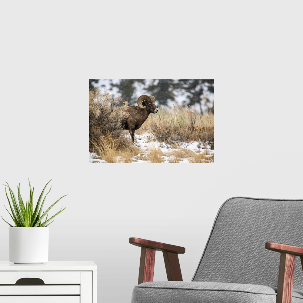 A modern room featuring Bighorn Sheep ram (Ovis canadensis) stands in a sagebrush meadow on a snowy day in the North Fork...
