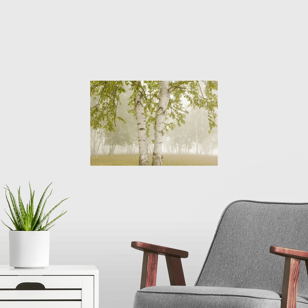A modern room featuring Birch Trees In The Fog; Thunder Bay, Ontario, Canada