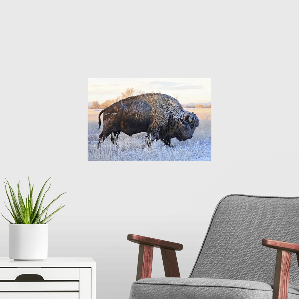 A modern room featuring Bison (Bison bison) standing in a frozen field in autumn with frost on it's hair, Grand Teton Nat...