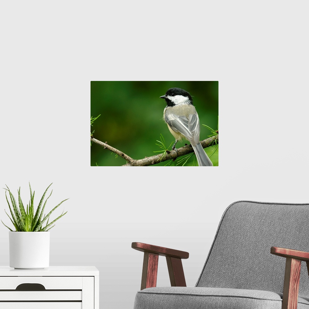 A modern room featuring Black-Capped Chickadee, Les Cedres, Quebec, Canada