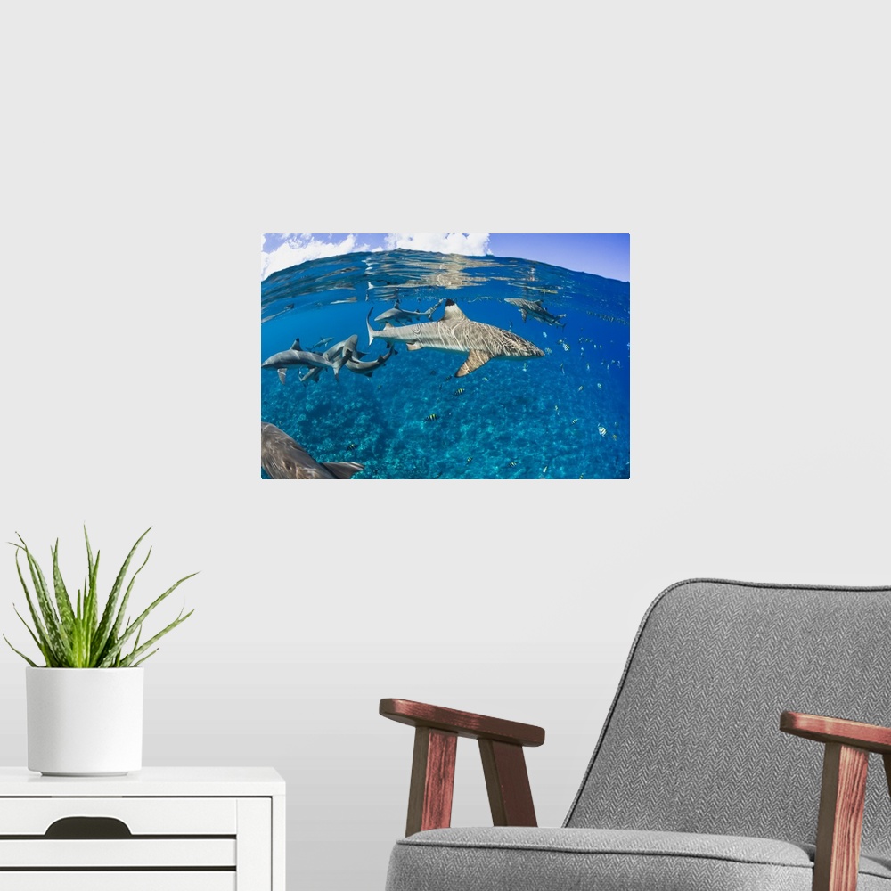 A modern room featuring Blacktip reef sharks (Carcharhinus melanopterus), Yap, Micronesia