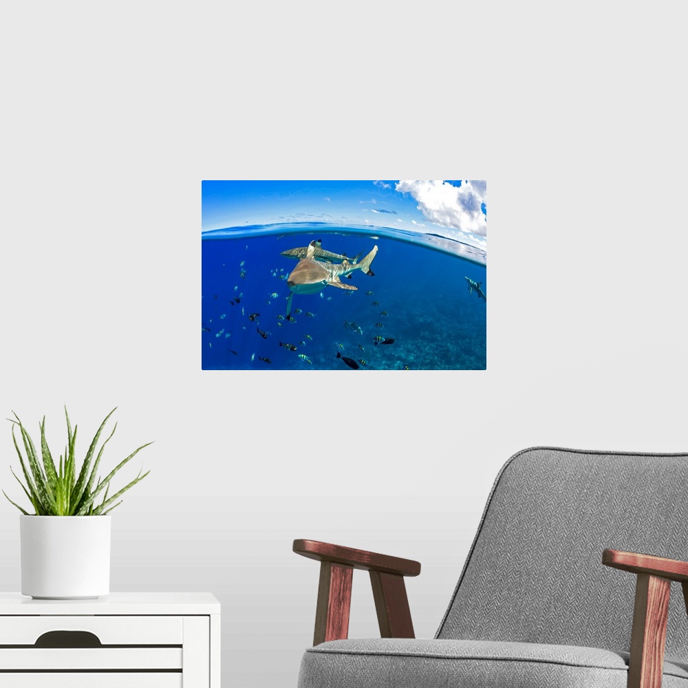 A modern room featuring Blacktip reef sharks (Carcharhinus melanopterus) just below the surface off the island of Yap; Ya...
