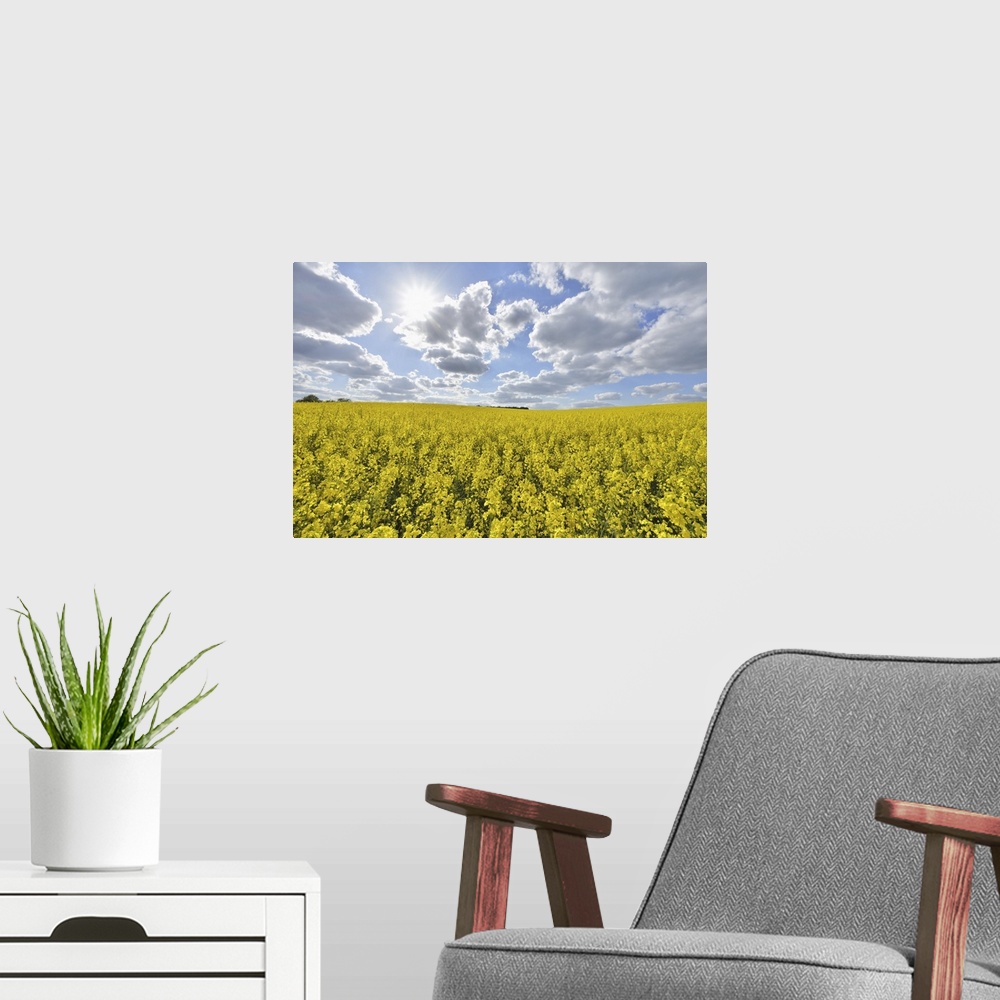 A modern room featuring Blooming Canola Field with Sun in Spring, Schmachtenberg, Spessart, Franconia, Bavaria, Germany
