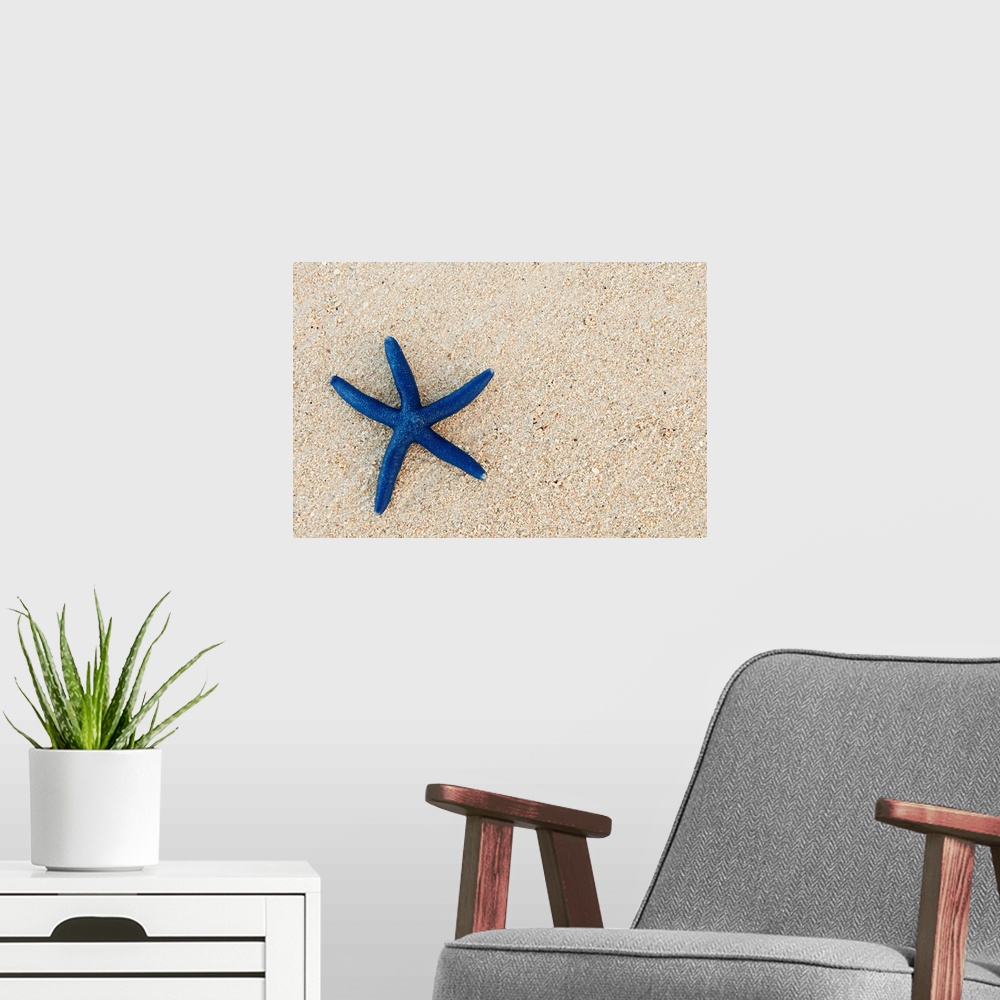 A modern room featuring A single starfish is photographed laying on the sand and is skewed to the left of the picture.