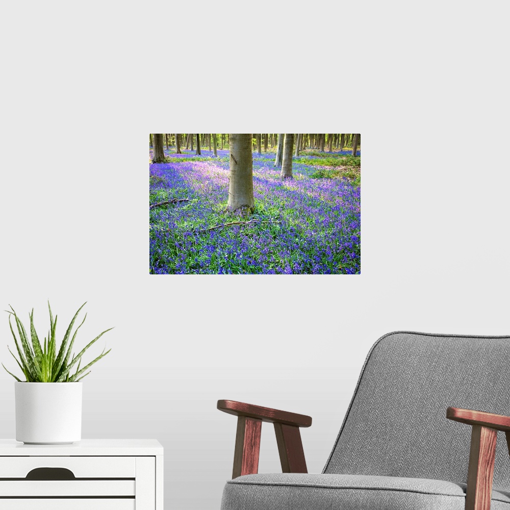 A modern room featuring Bluebells in the woods, Hampshire, England