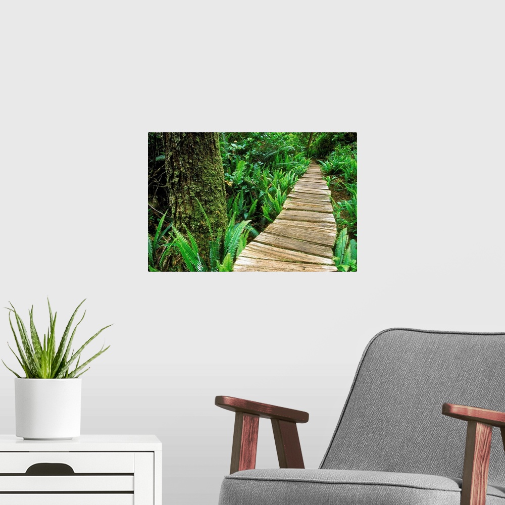 A modern room featuring Boardwalk Big Tree Trail In Temperate Rainforest, British Columbia, Canada