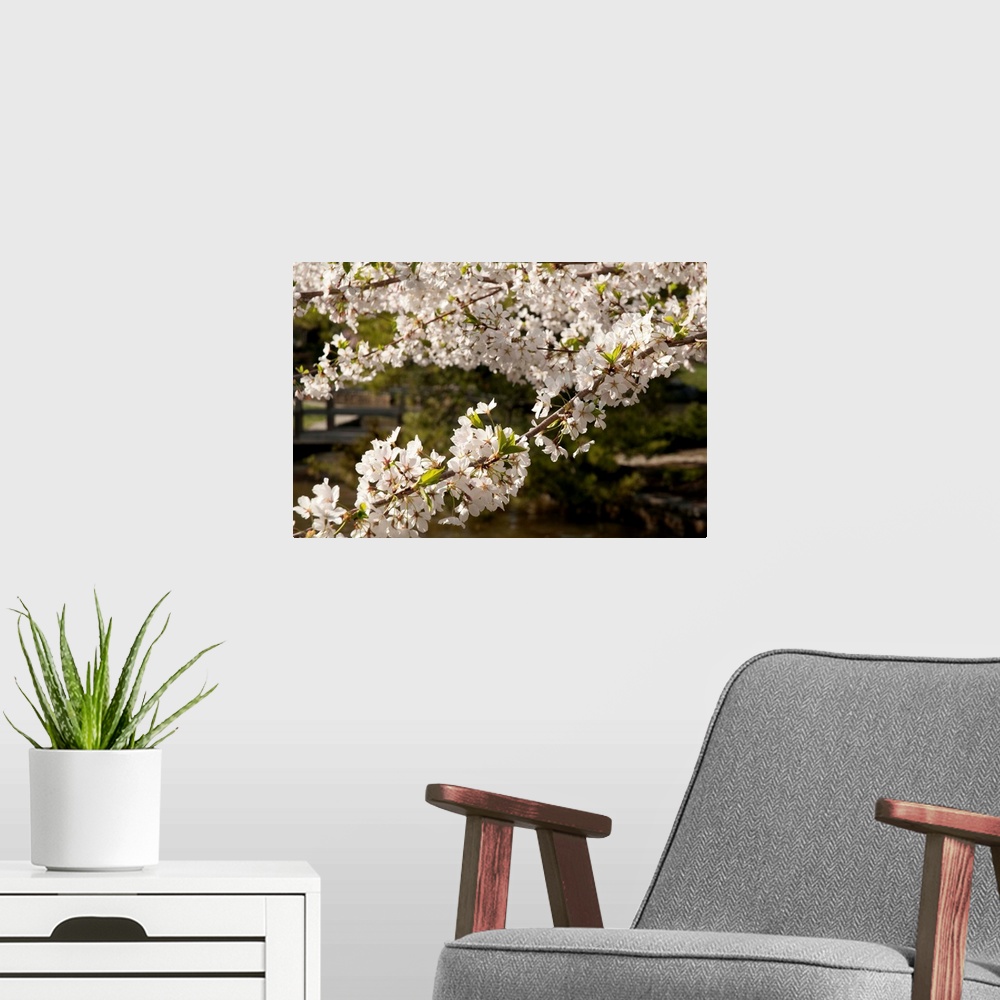 A modern room featuring Branches of cherry blossoms, Prunus species, in the springtime.