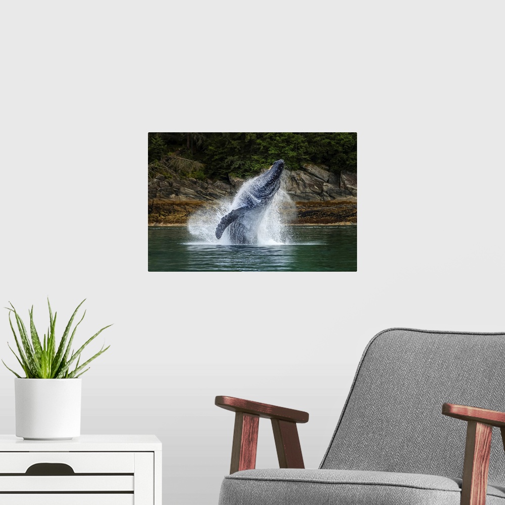 A modern room featuring Breaching Humpback Whale (Megaptera novaeangliae) in Chatham Strait, Tongass National Forest, Sou...