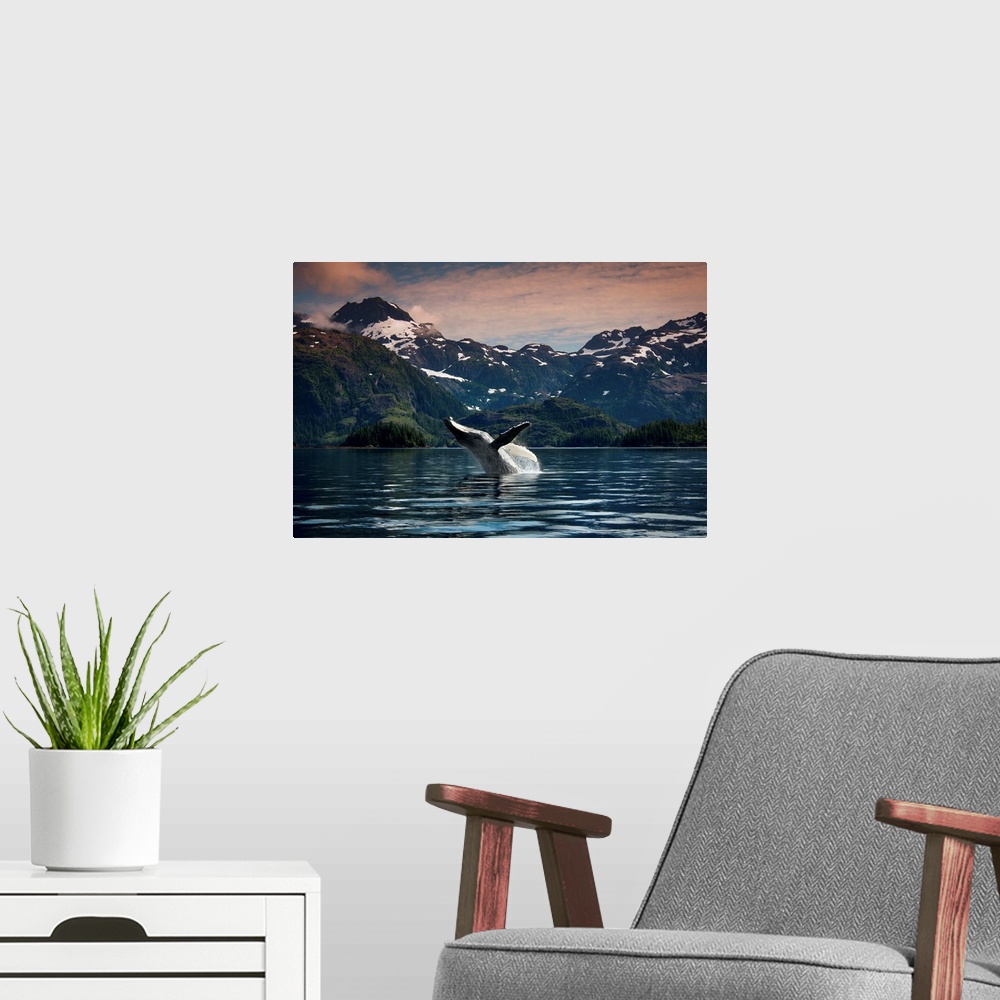A modern room featuring Breaching Humpback whale in Prince William Sound, Southcentral Alaska, Summer