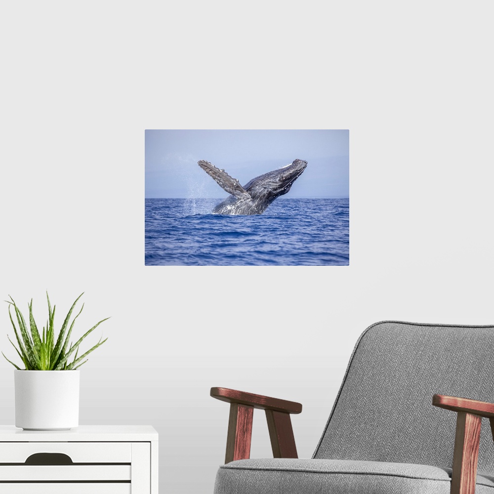 A modern room featuring Breaching humpback whale (megaptera novaeangliae). Hawaii, united states of America.