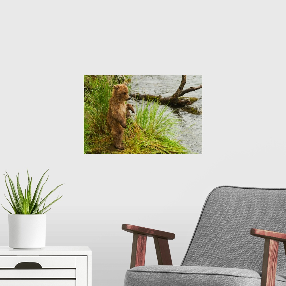 A modern room featuring Brown bear (Ursus arctos) cub standing in grass at edge of Brooks River in rain, while mother is ...
