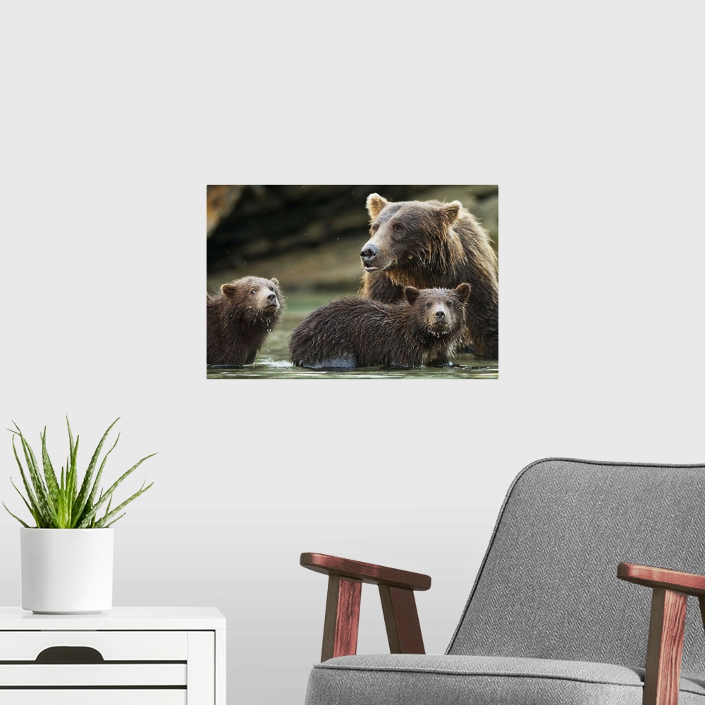 A modern room featuring Coastal Brown Bear spring cubs (Ursus arctos) and mother in salmon spawning stream along Kuliak B...
